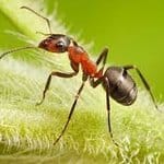 zdjęcie przedstawiające mrówkę